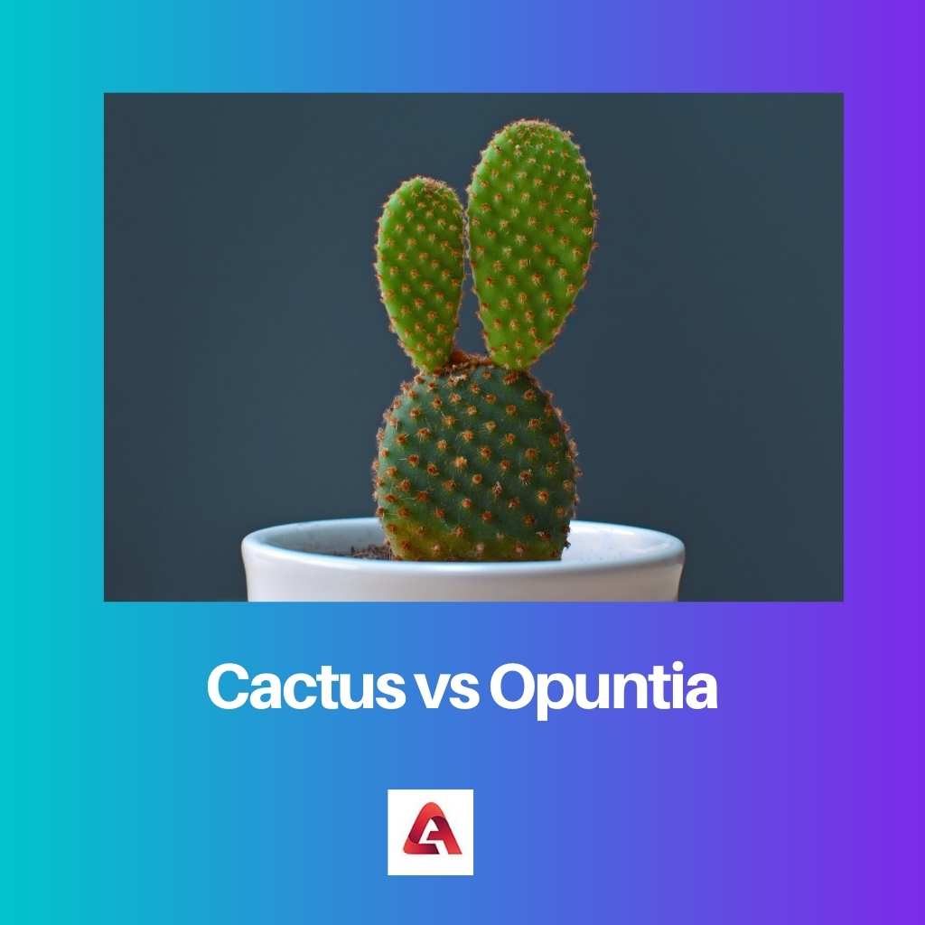 Cactus vs Opuntia