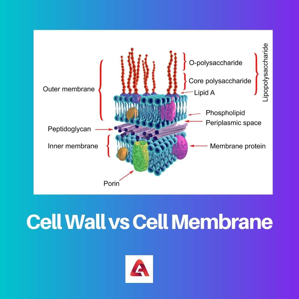 Cell Wall vs Cell Membrane