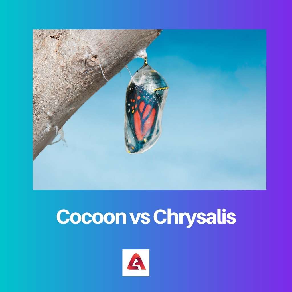 Cocoon vs Chrysalis