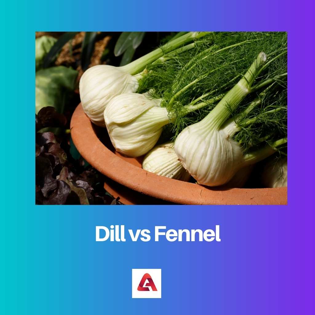 Dill vs Fennel