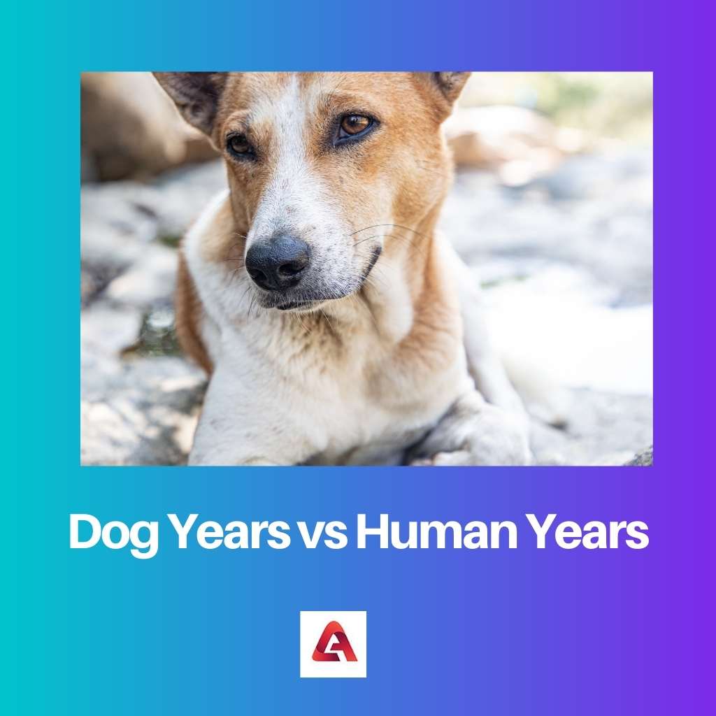 Dog Years vs Human Years