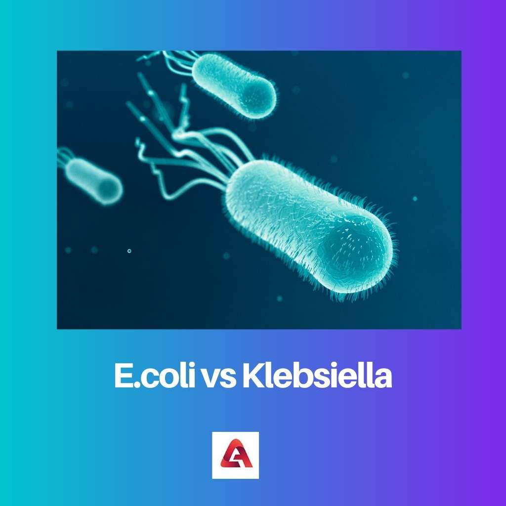 E.coli vs Klebsiella