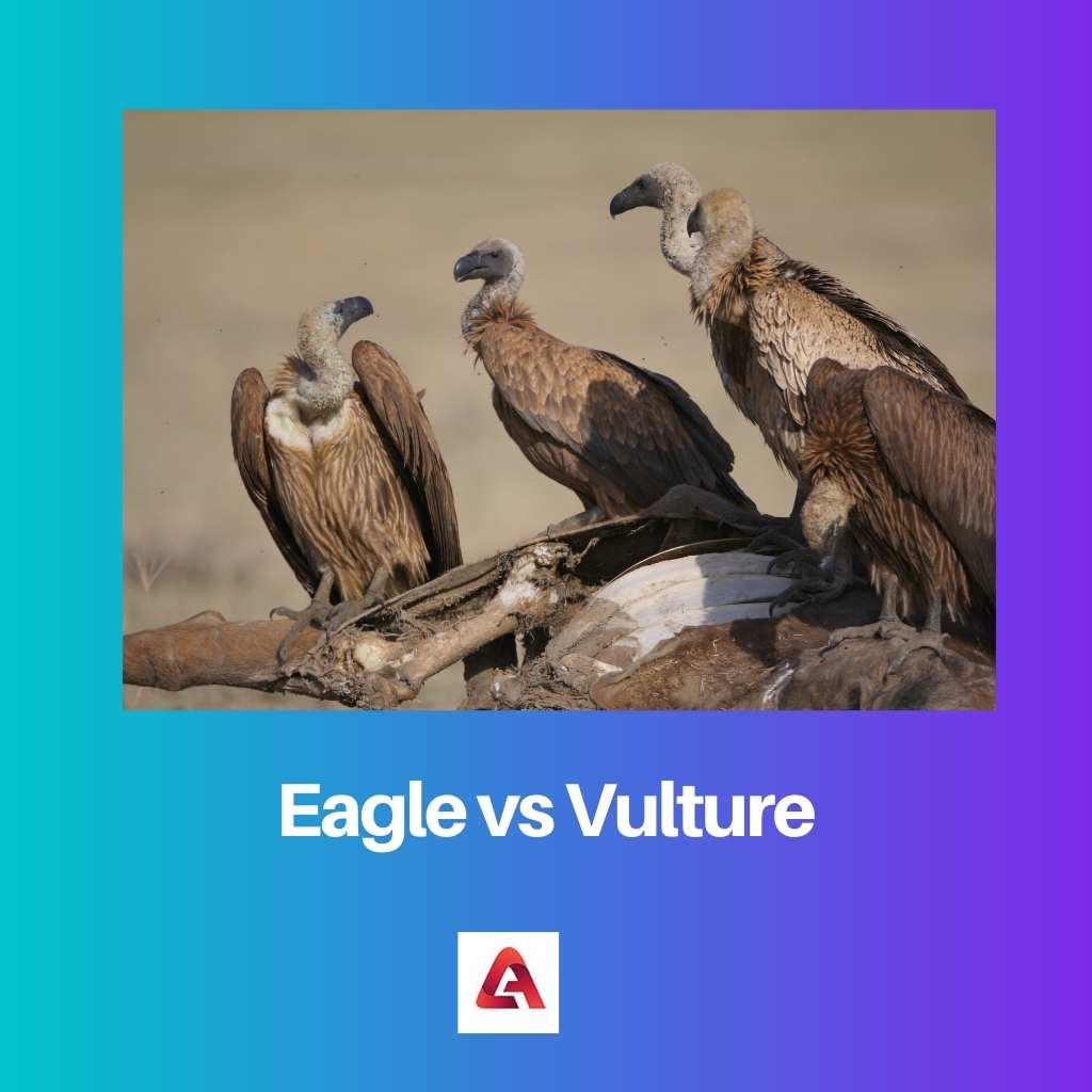 Eagle vs Vulture