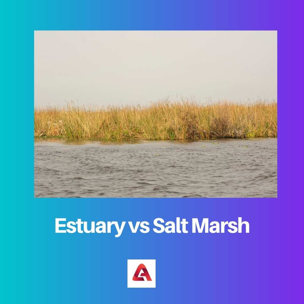 Estuary vs Salt Marsh
