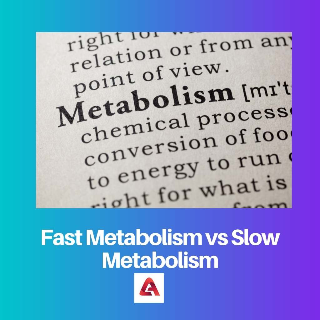 Fast Metabolism vs Slow Metabolism