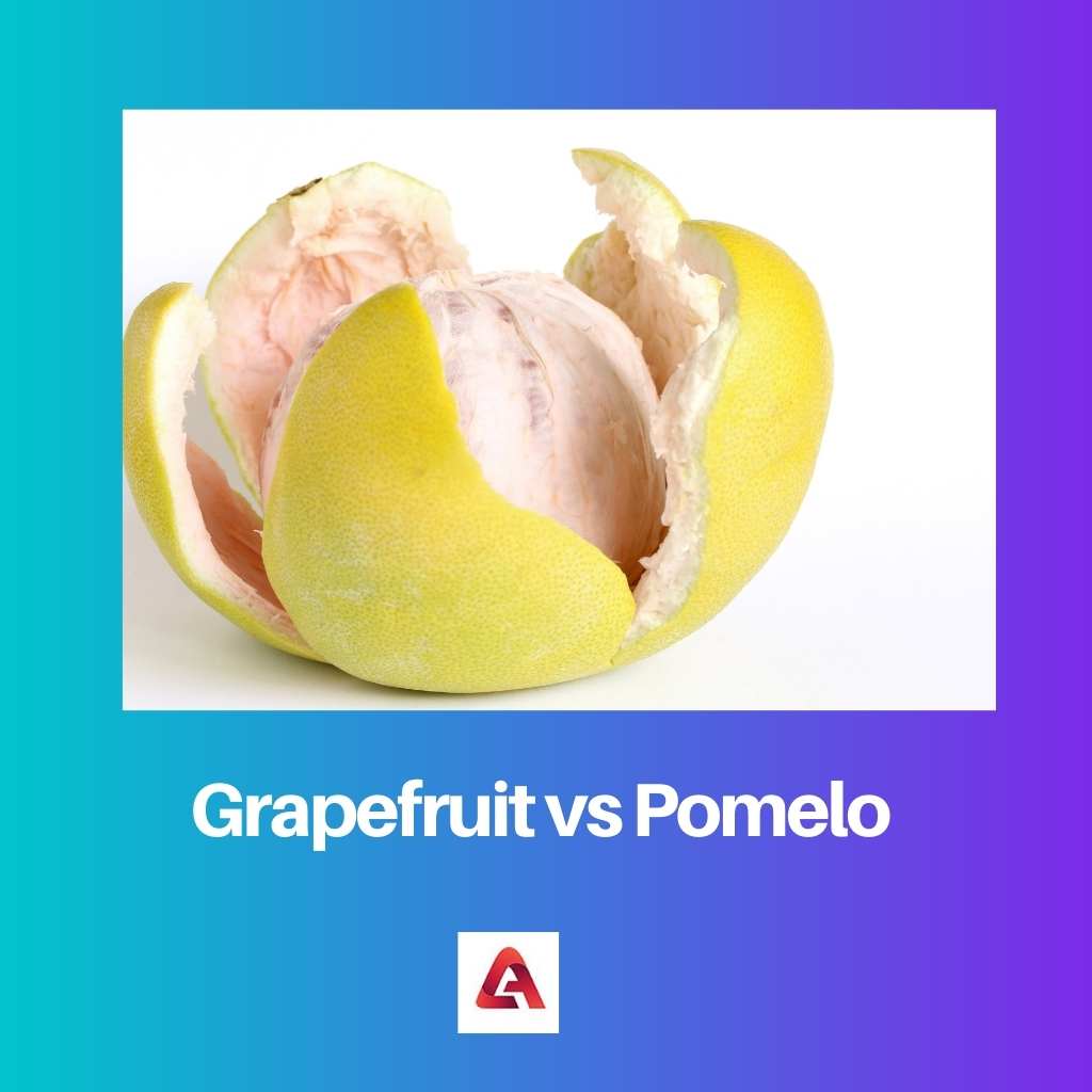 Grapefruit vs Pomelo