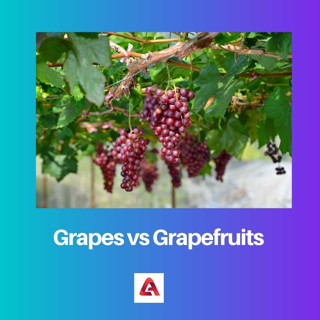Grapes vs Grapefruits