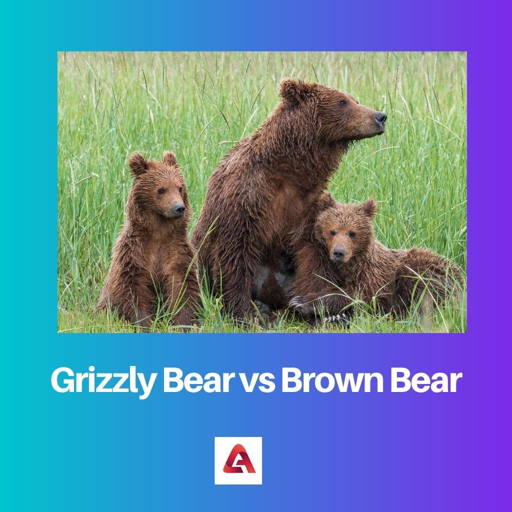 Grizzly Bear vs Brown Bear