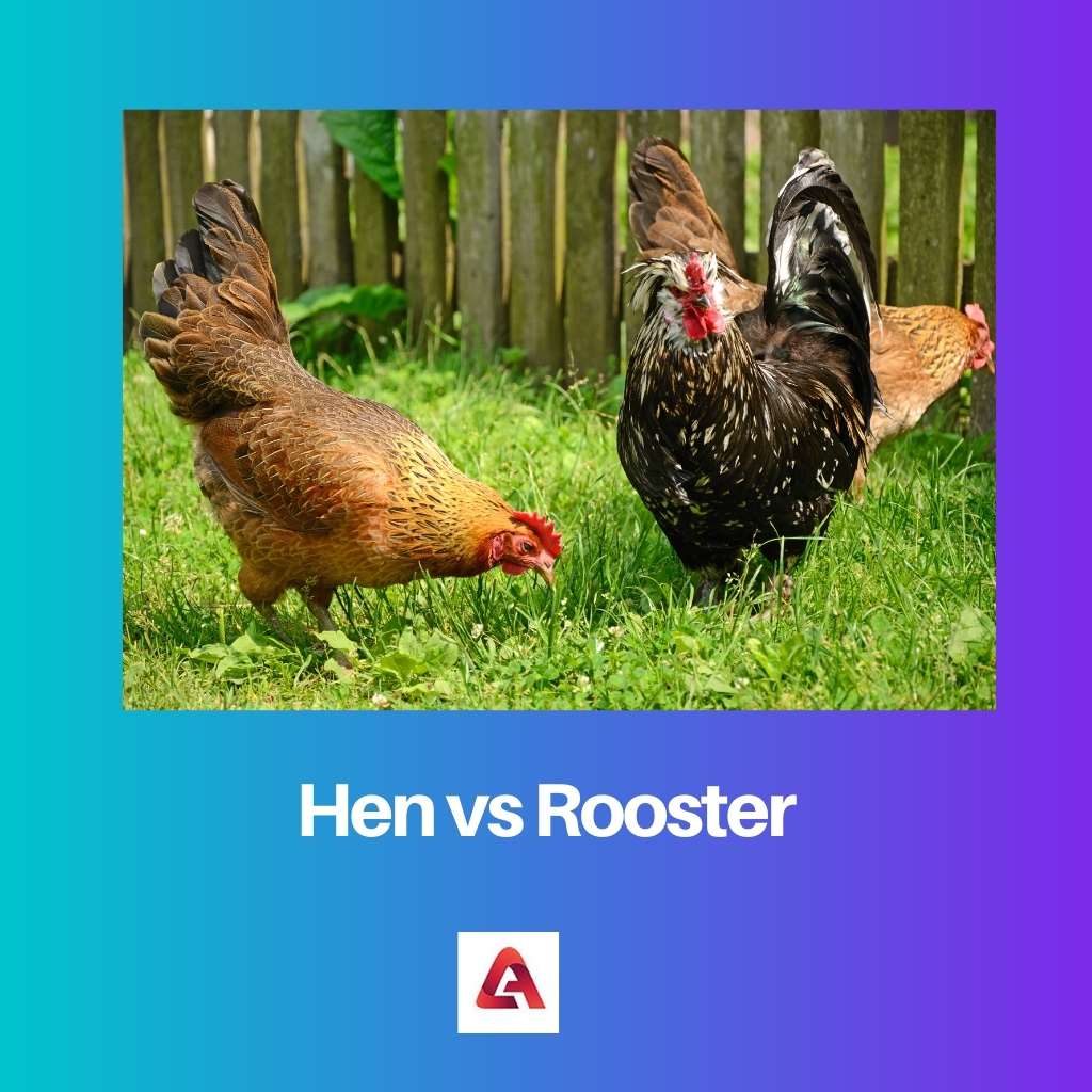 Hen vs Rooster