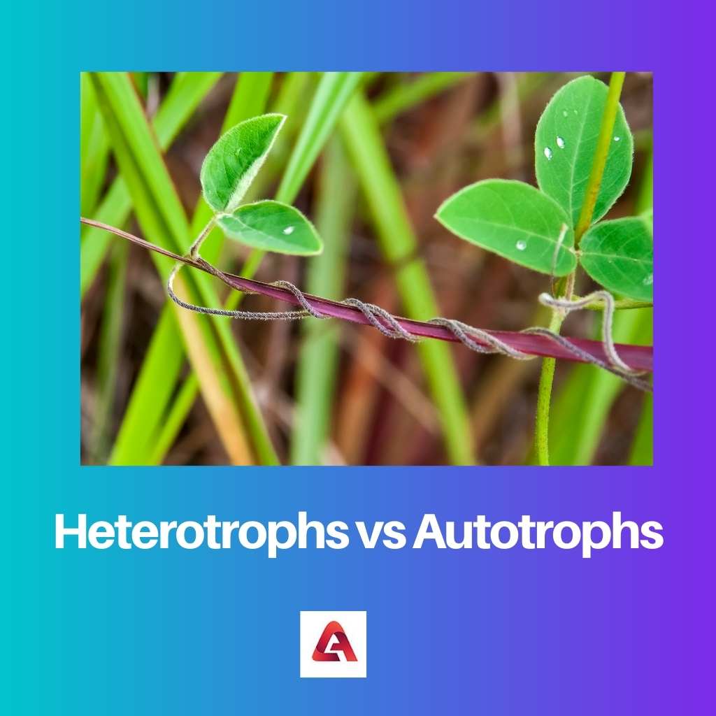 Heterotrophs vs Autotrophs