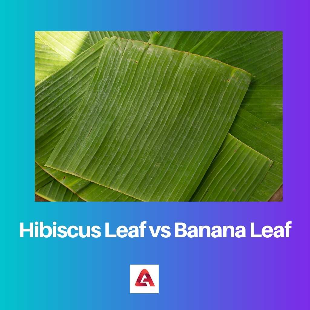 Hibiscus Leaf vs Banana Leaf