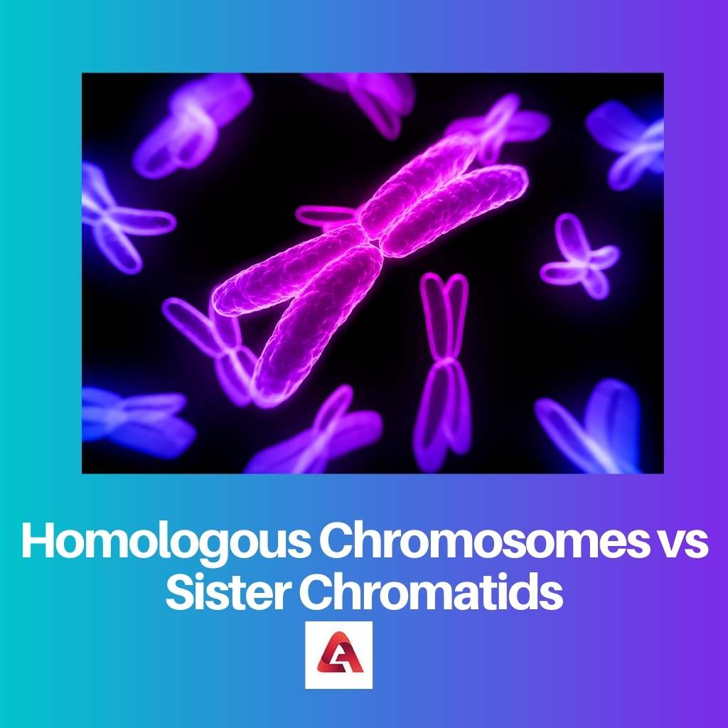 Homologous Chromosomes vs Sister Chromatids