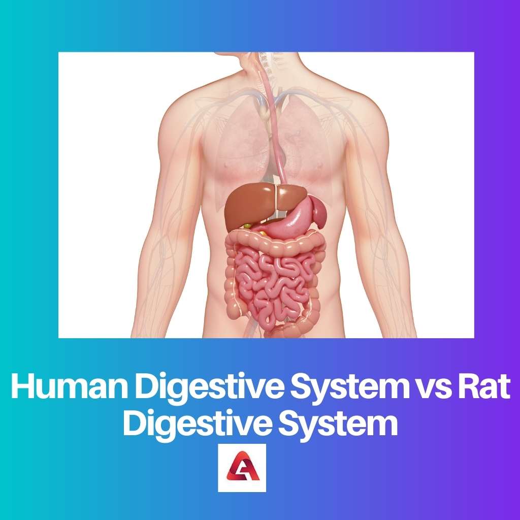 Human Digestive System vs Rat Digestive System