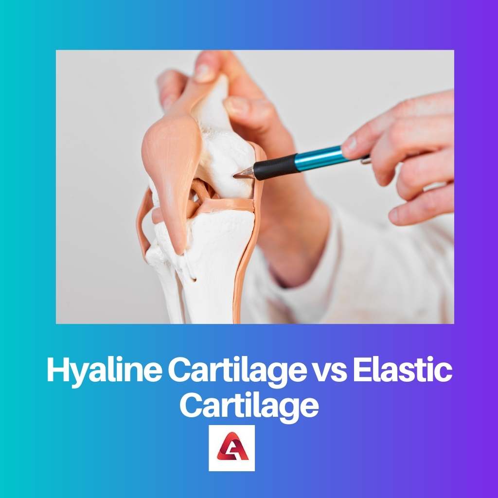 Hyaline Cartilage vs Elastic Cartilage