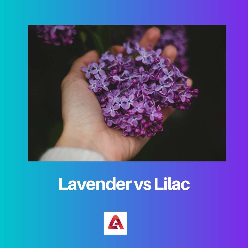 Lavender vs Lilac