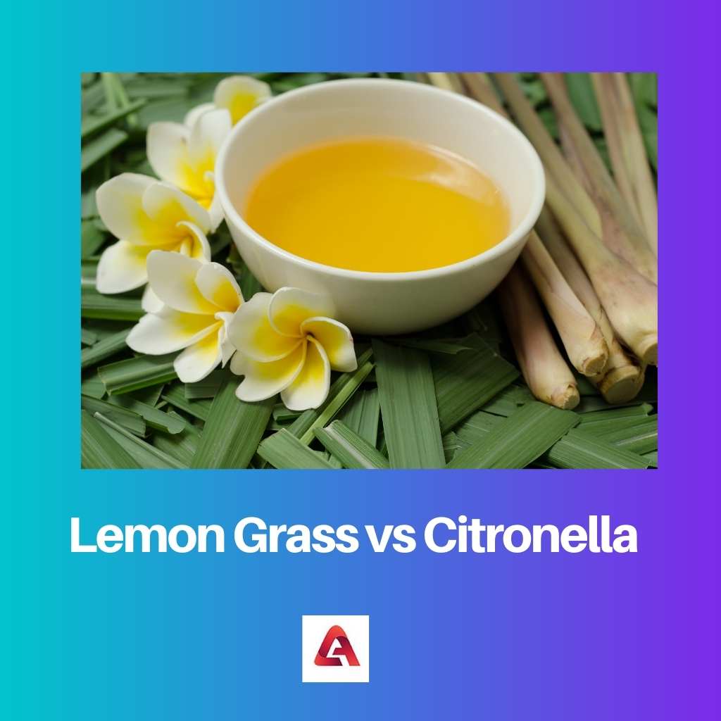 Lemon Grass vs Citronella