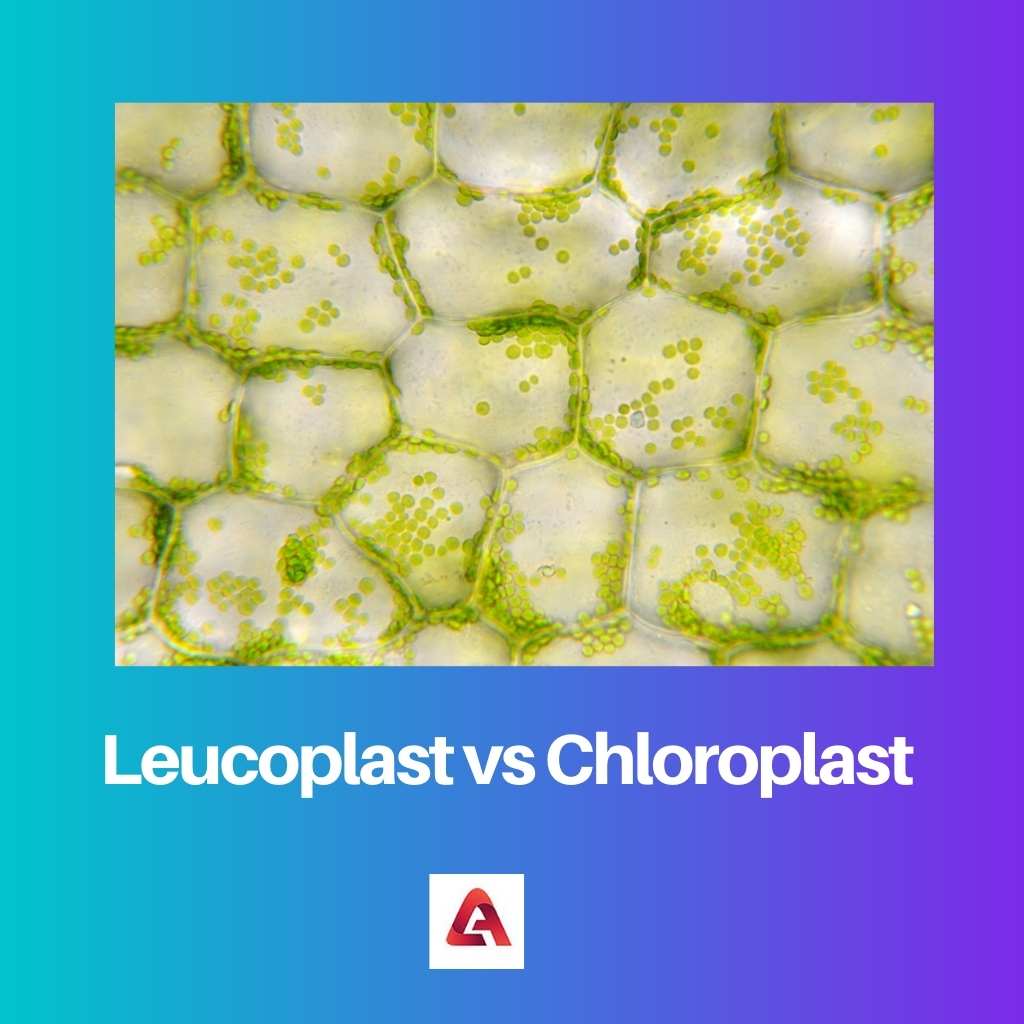 Leucoplast vs Chloroplast