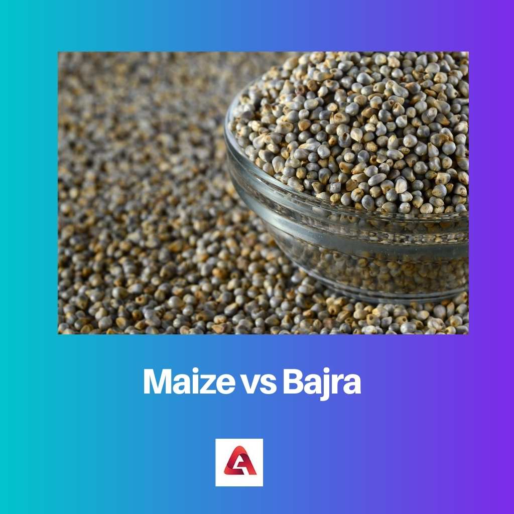 Maize vs Bajra