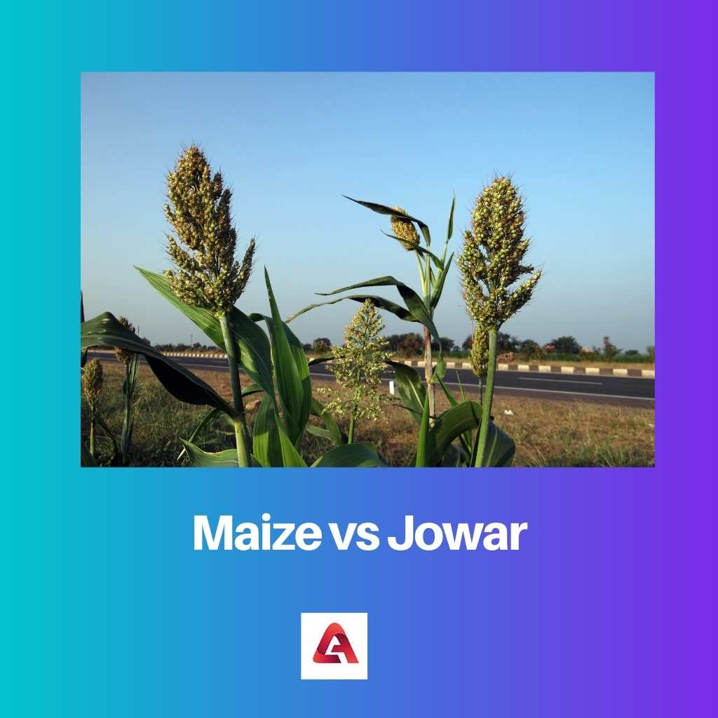 Maize vs Jowar
