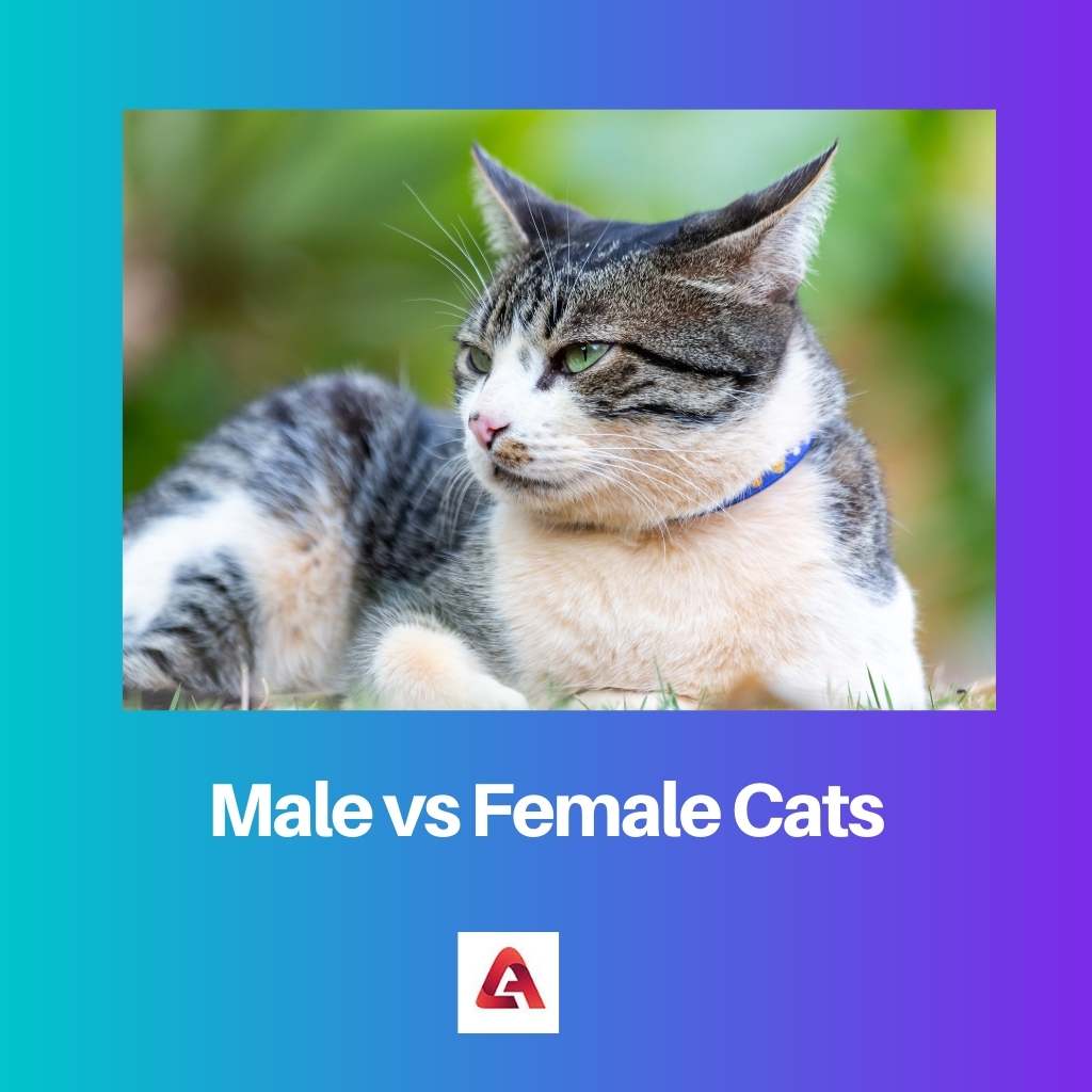 Male vs Female Cats