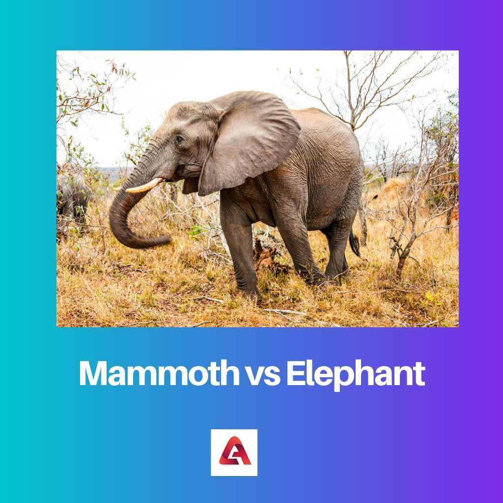Mammoth vs Elephant
