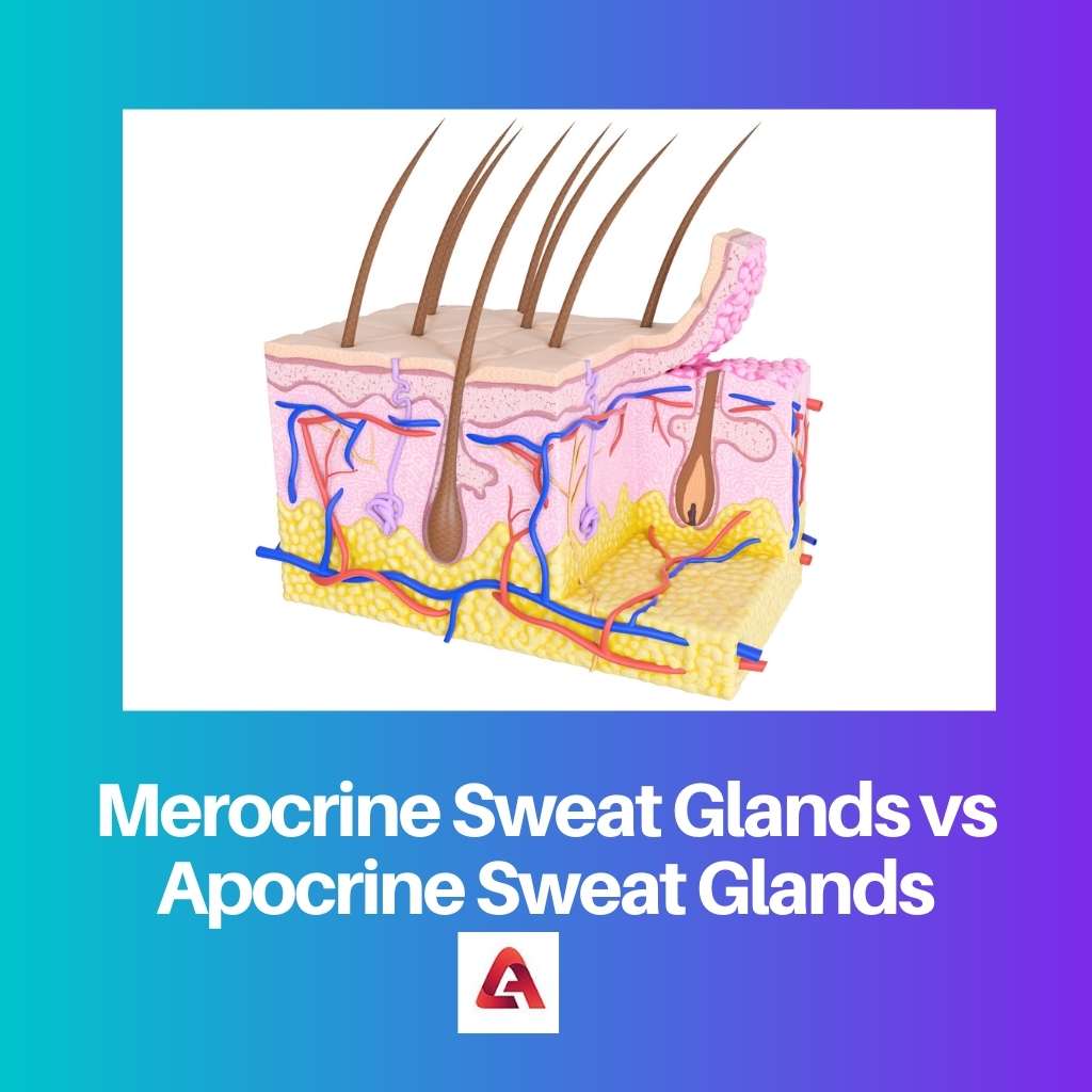 Merocrine Sweat Glands vs Apocrine Sweat Glands