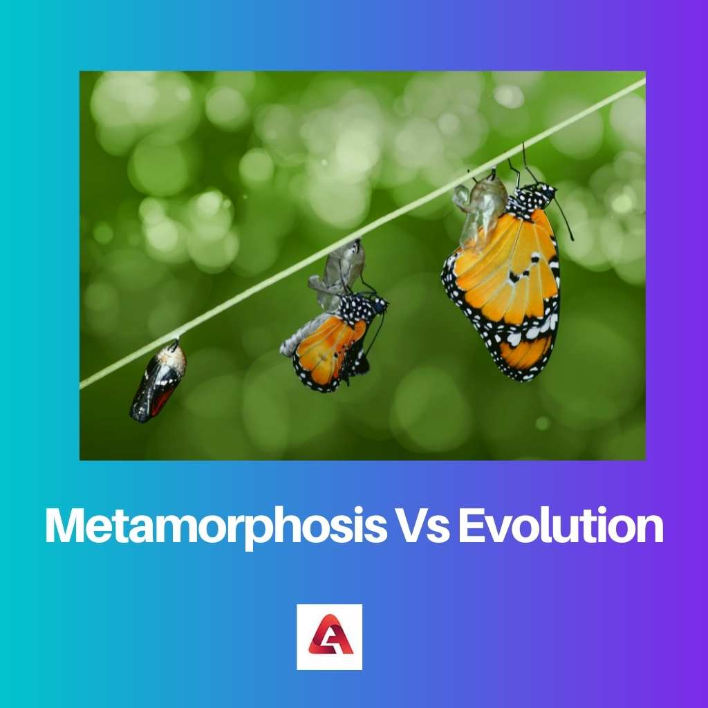 Metamorphosis Vs Evolution