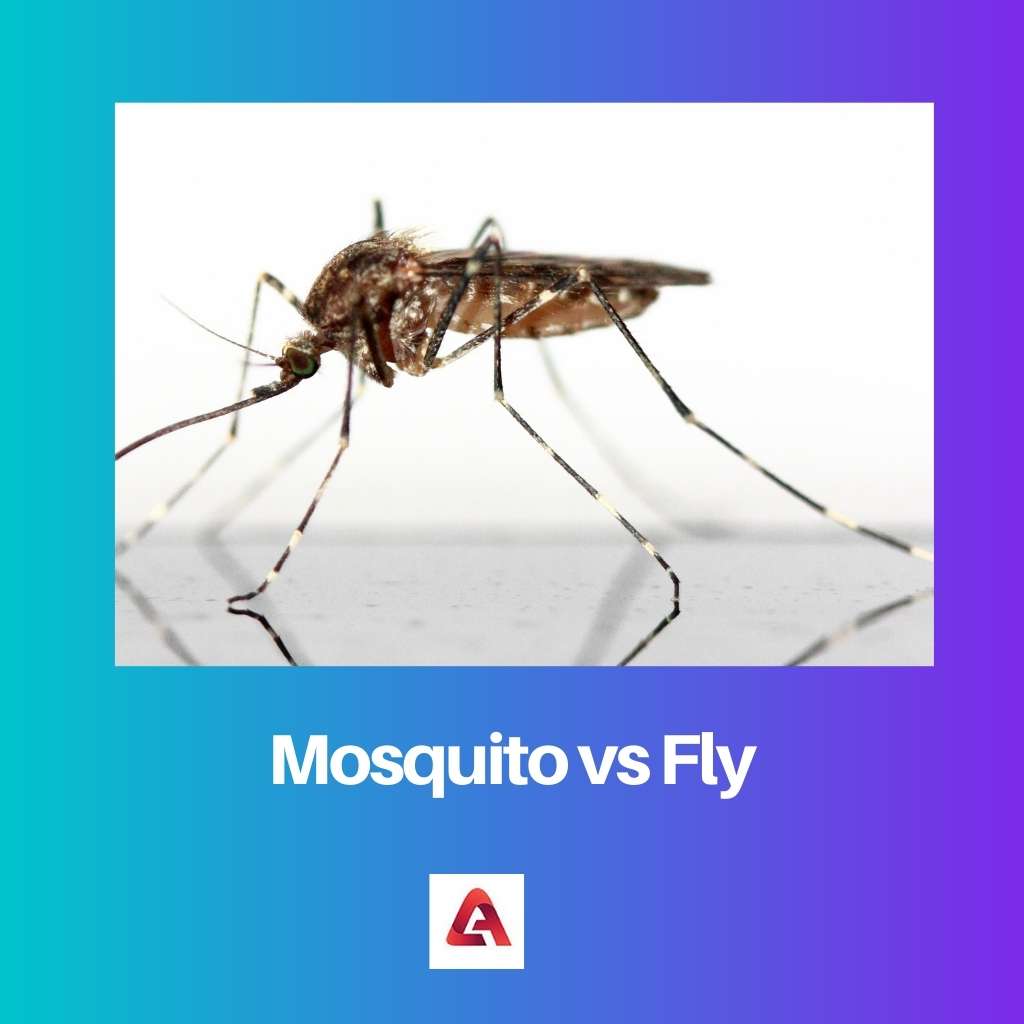 Mosquito vs Fly