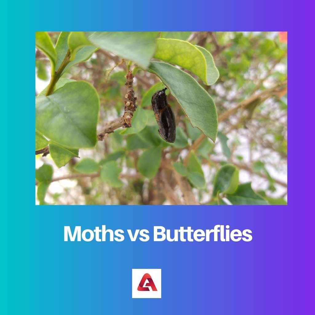 Moths vs Butterfliesvs Charity