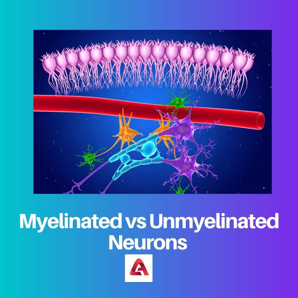 Myelinated vs Unmyelinated Neurons