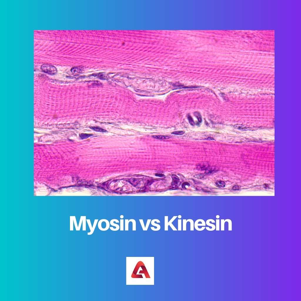 Myosin vs Kinesin