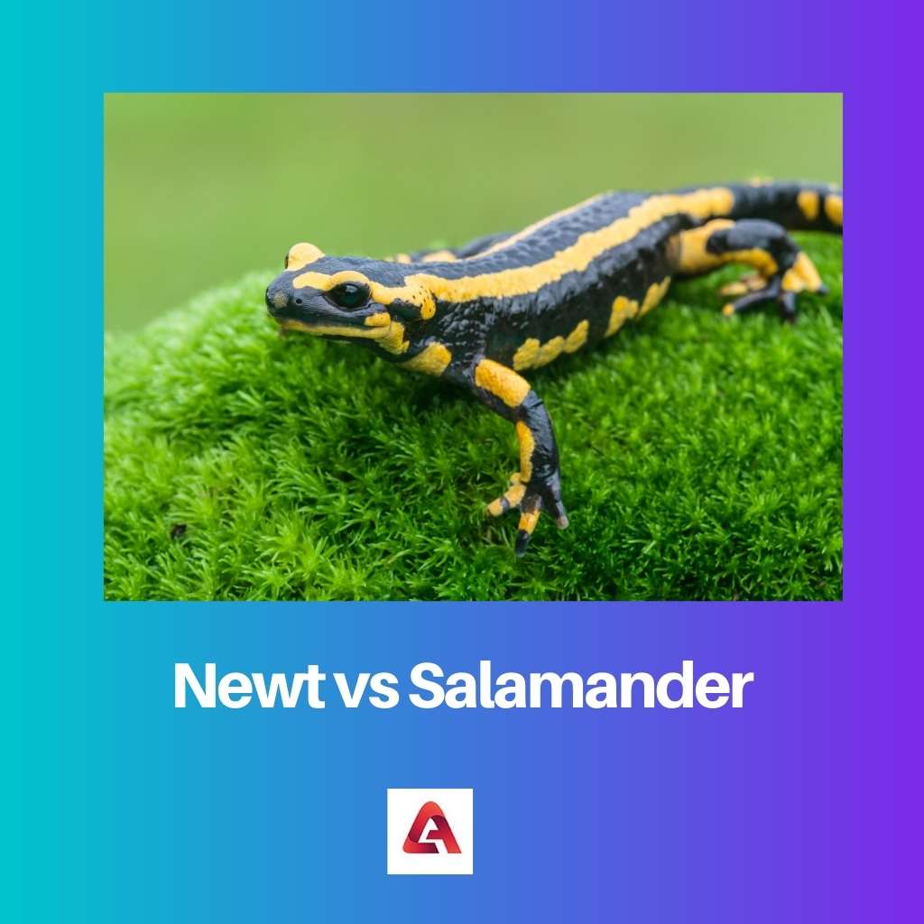 Newt vs Salamander