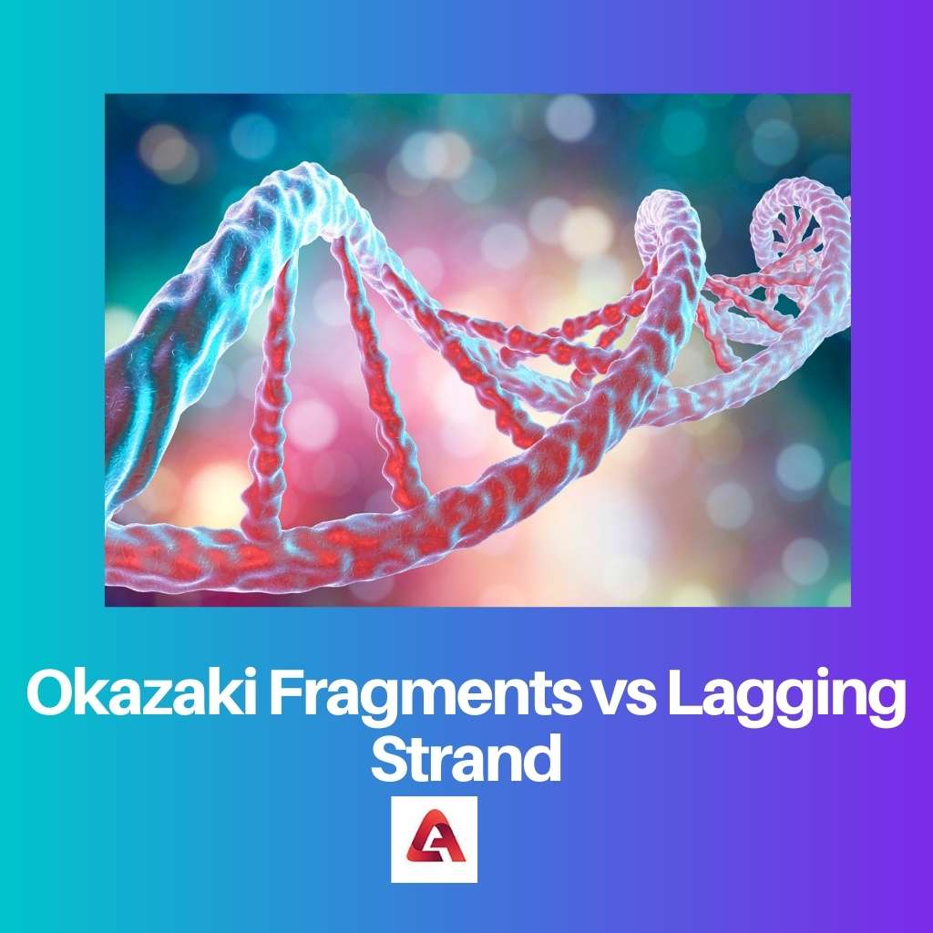 Okazaki Fragments vs Lagging Strand