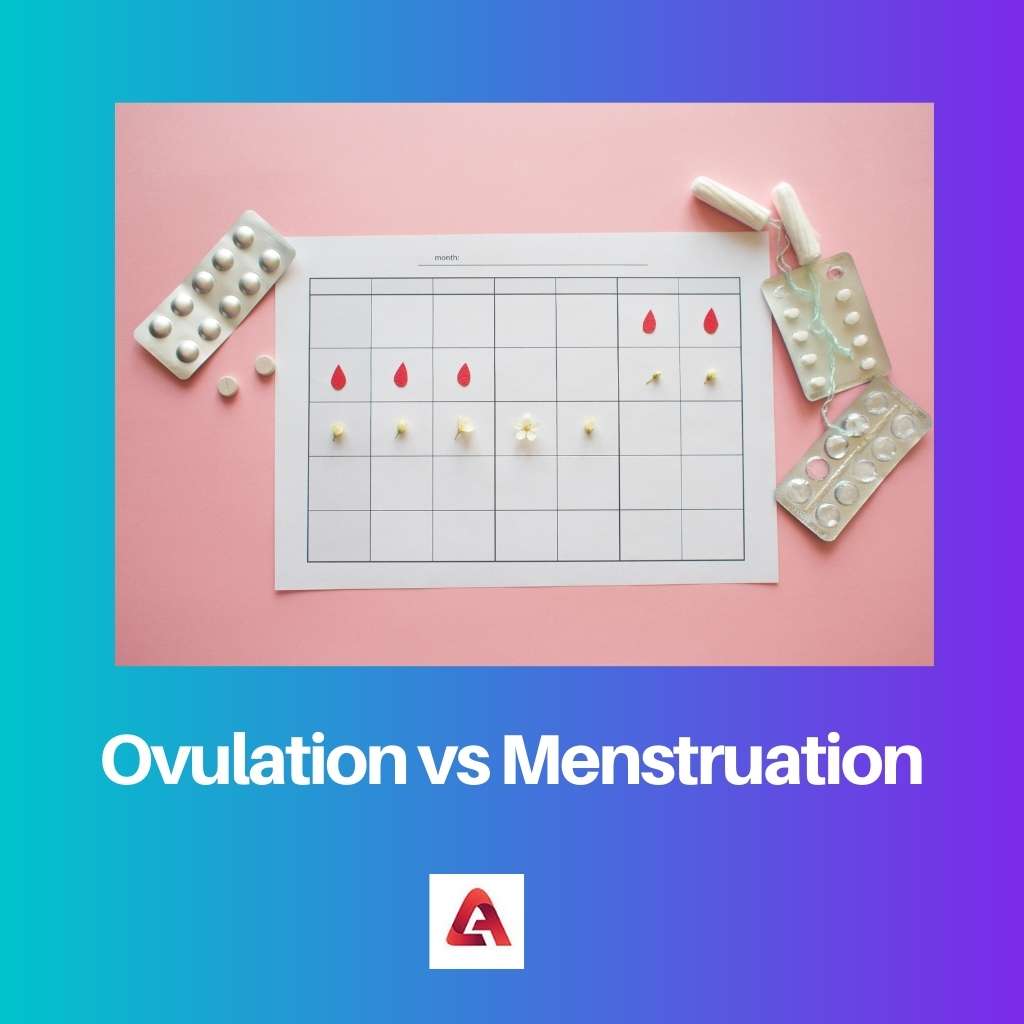 Ovulation vs Menstruation