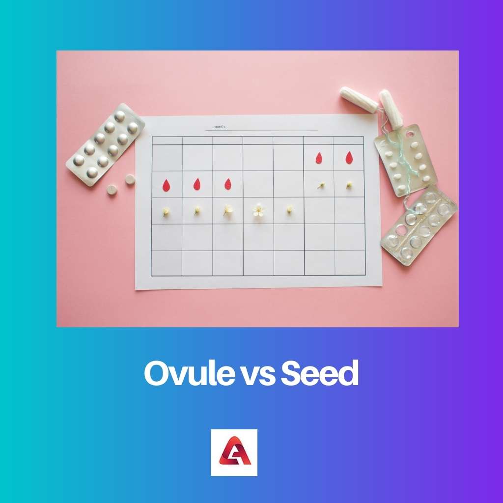 Ovule vs Seed