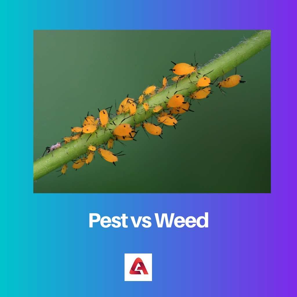 Pest vs Weed