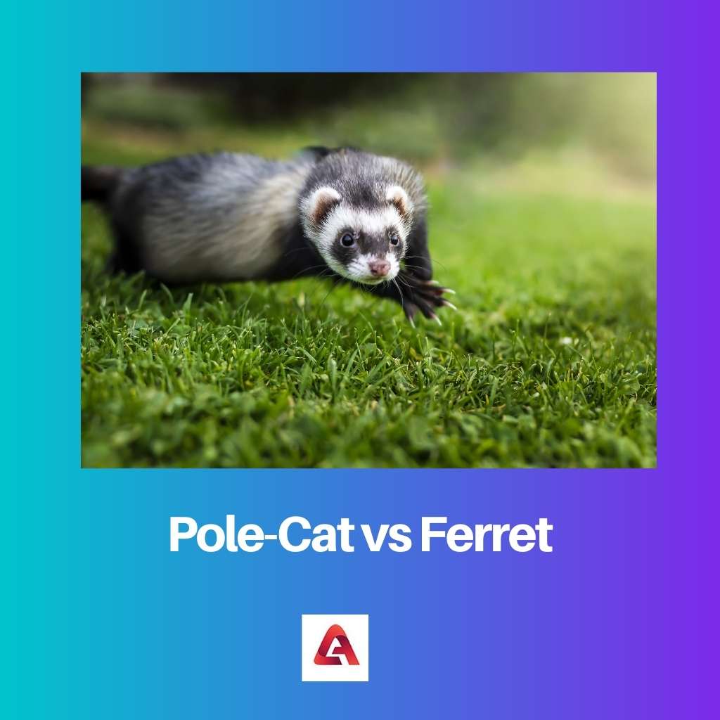 Pole Cat vs Ferret
