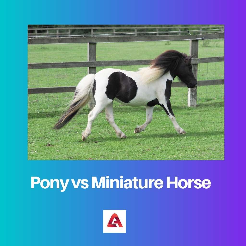 Pony vs Miniature Horse