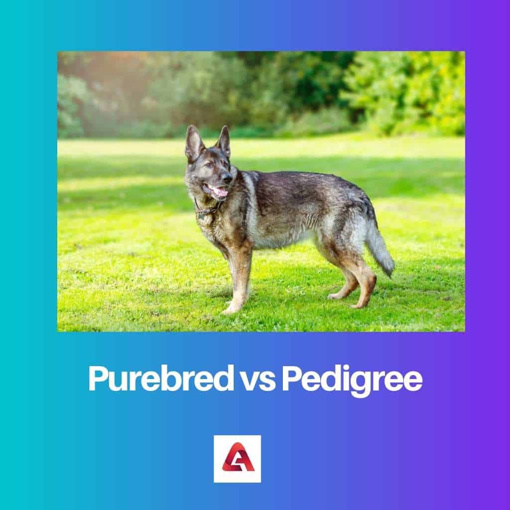 what is the difference between pedigree and non pedigree dogs