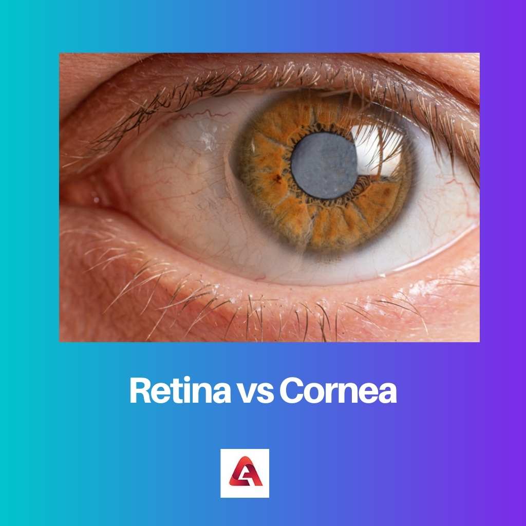 Retina vs Cornea
