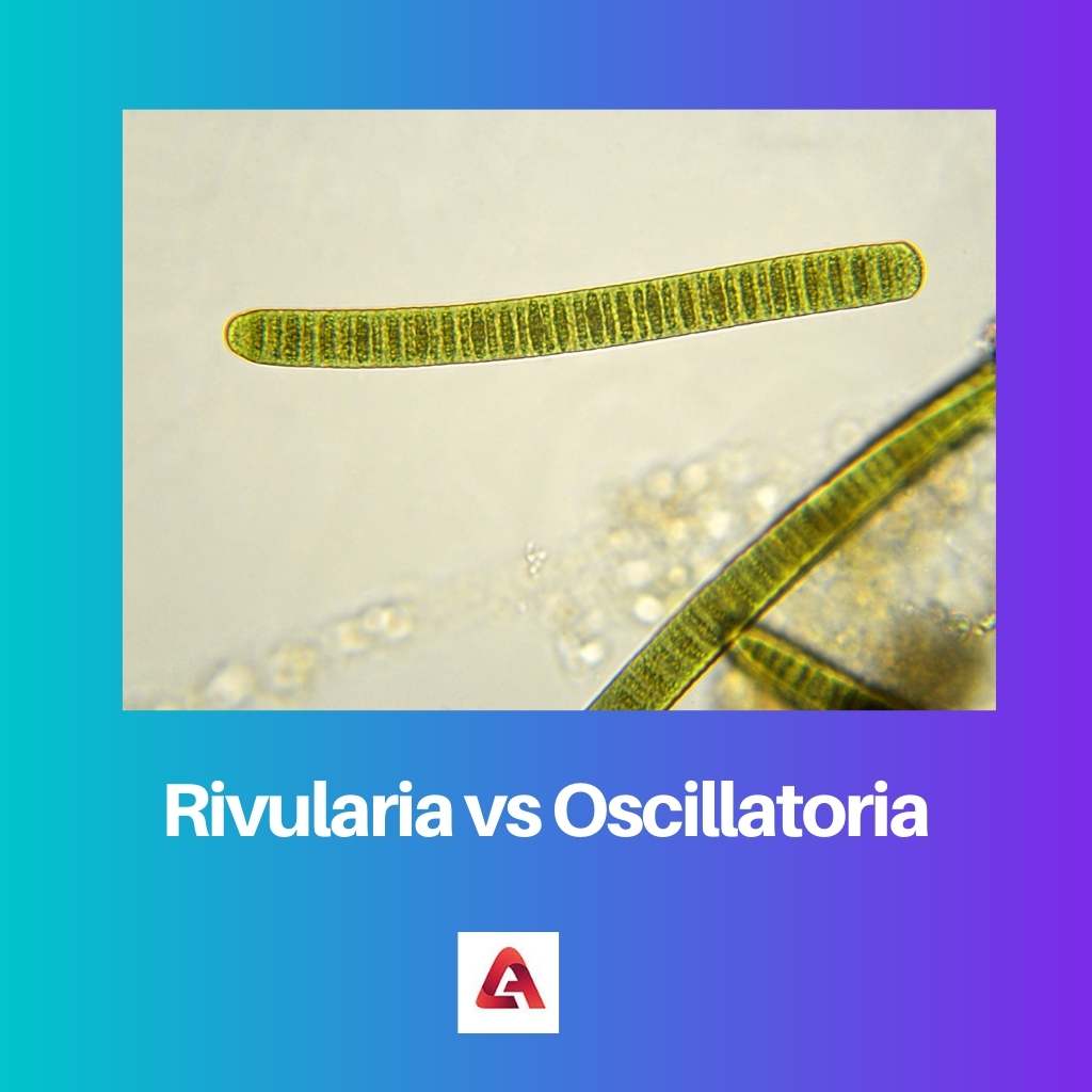 Rivularia vs Oscillatoria