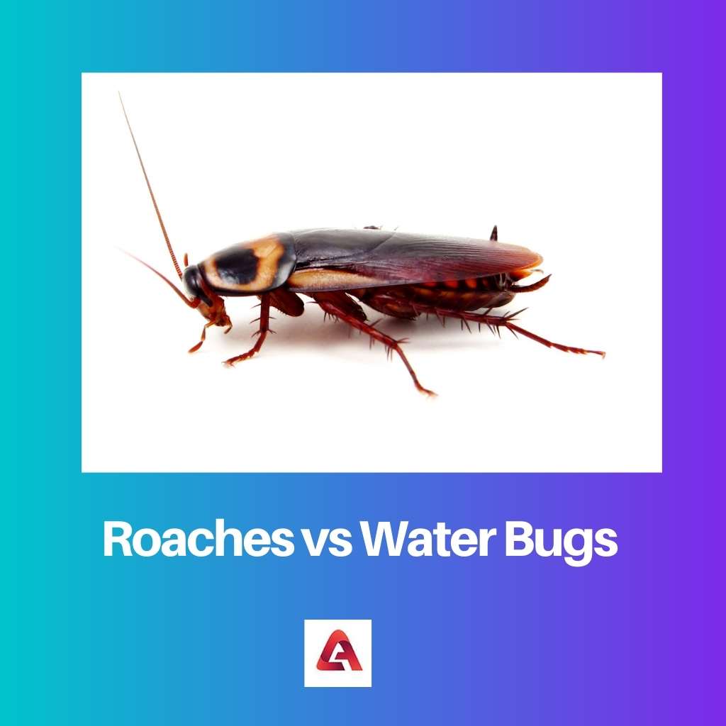 Roaches vs Water Bugs