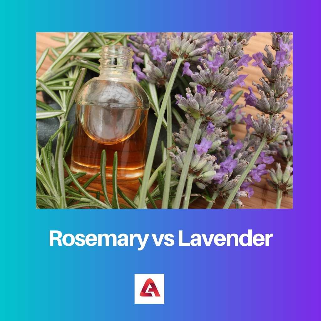 Rosemary vs Lavender