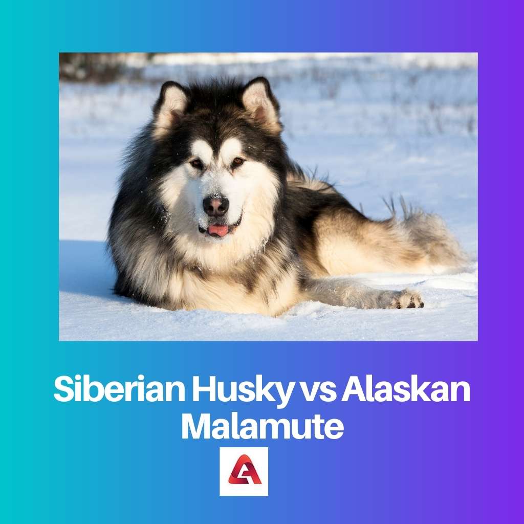 Siberian Husky vs Alaskan Malamute