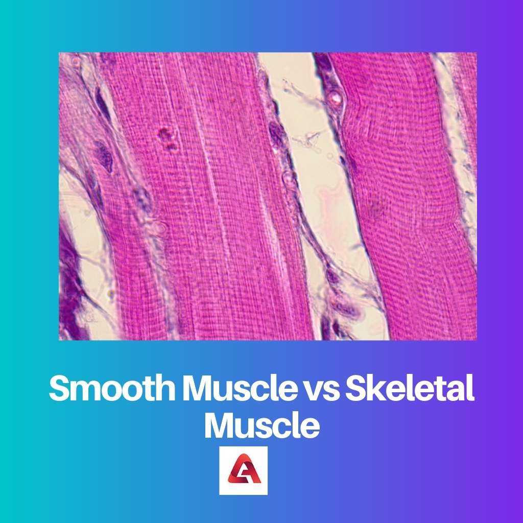 Smooth Muscle vs Skeletal Muscle