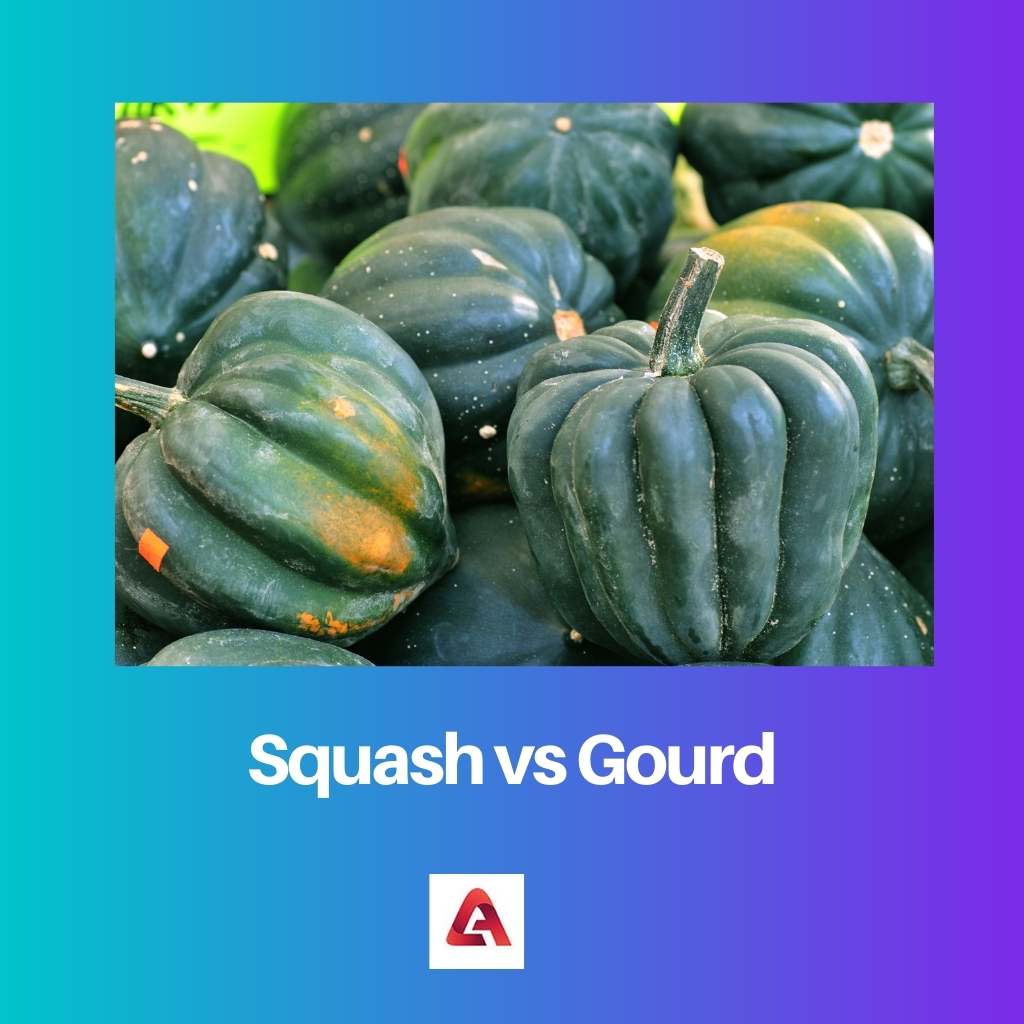 Squash vs Gourd
