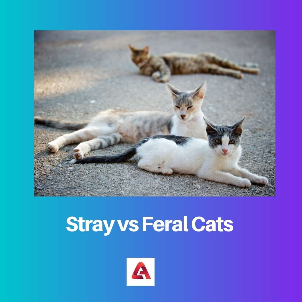 Stray vs Feral Cats