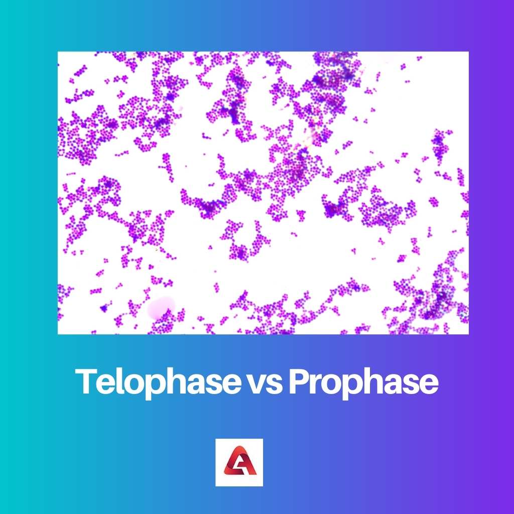 Telophase vs Prophase