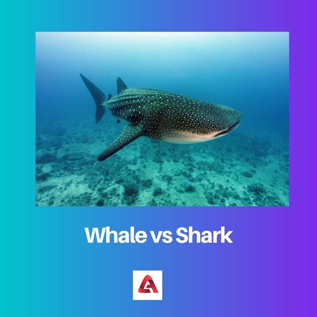Whale vs Shark