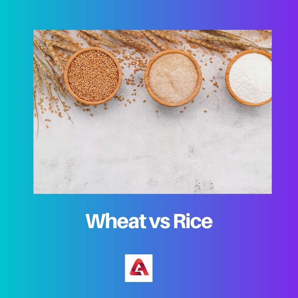 Wheat vs Rice